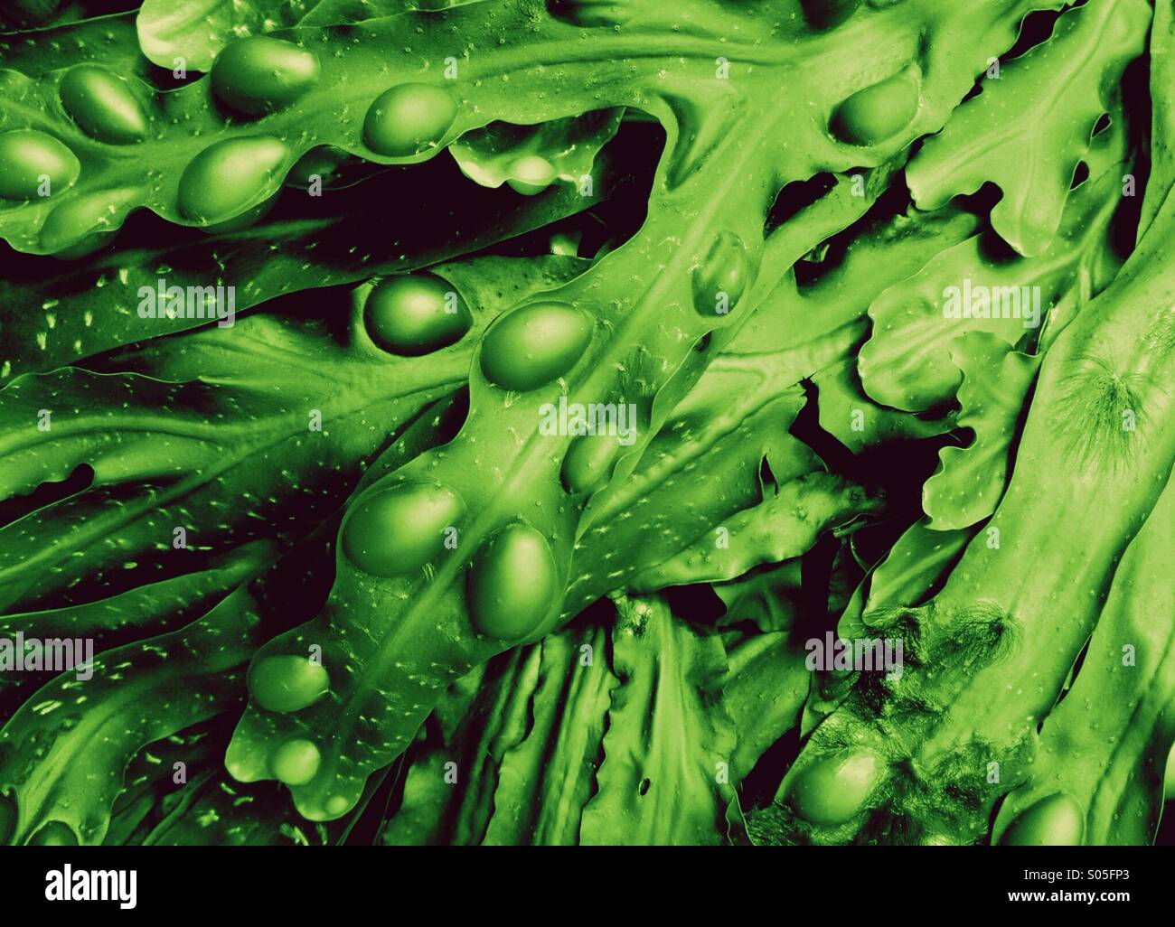 Algen mit einem grünen Farbton Stockfoto