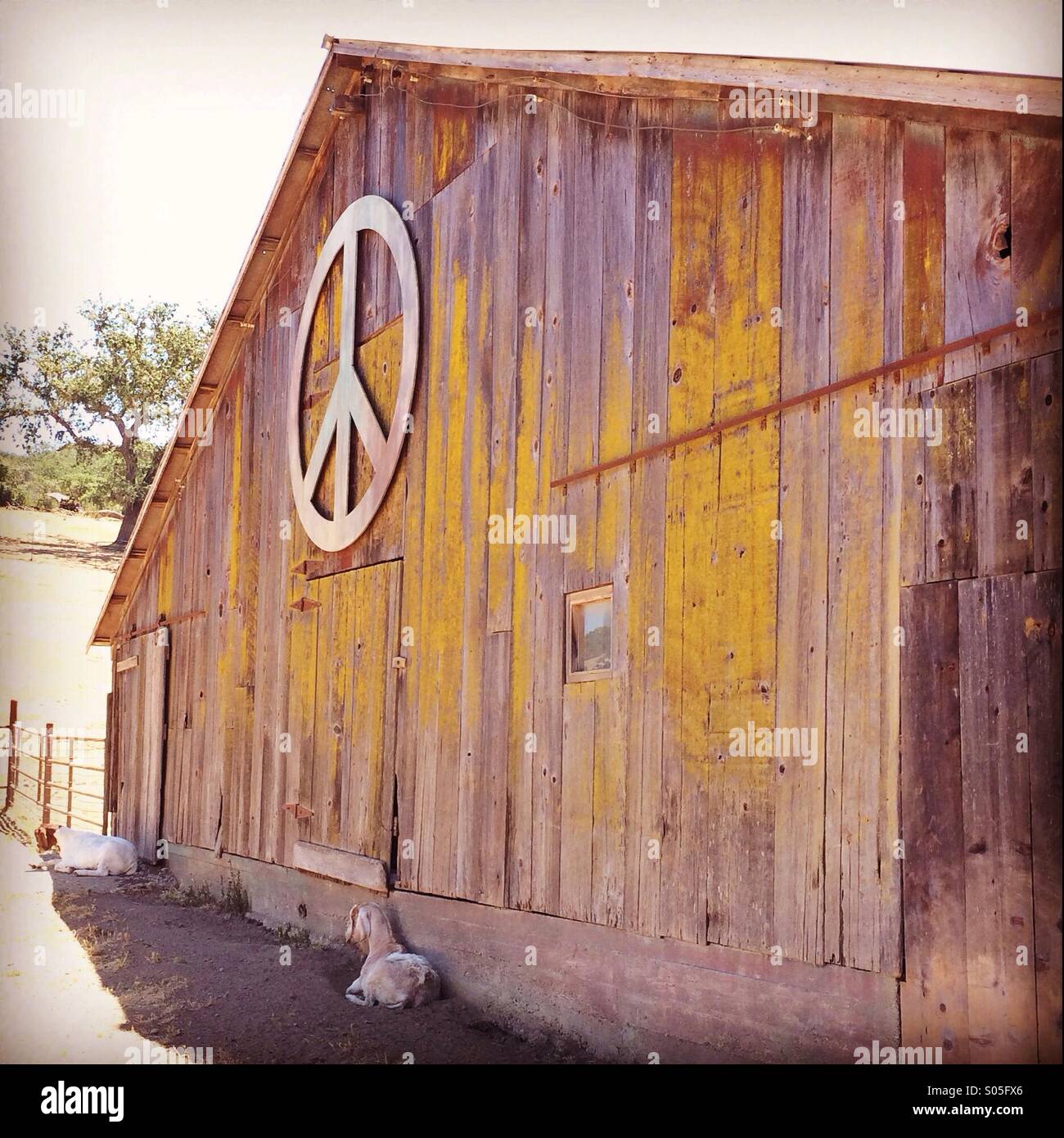 Scheune mit Friedenssymbol - Smartphone-aufgenommenes Stockfoto