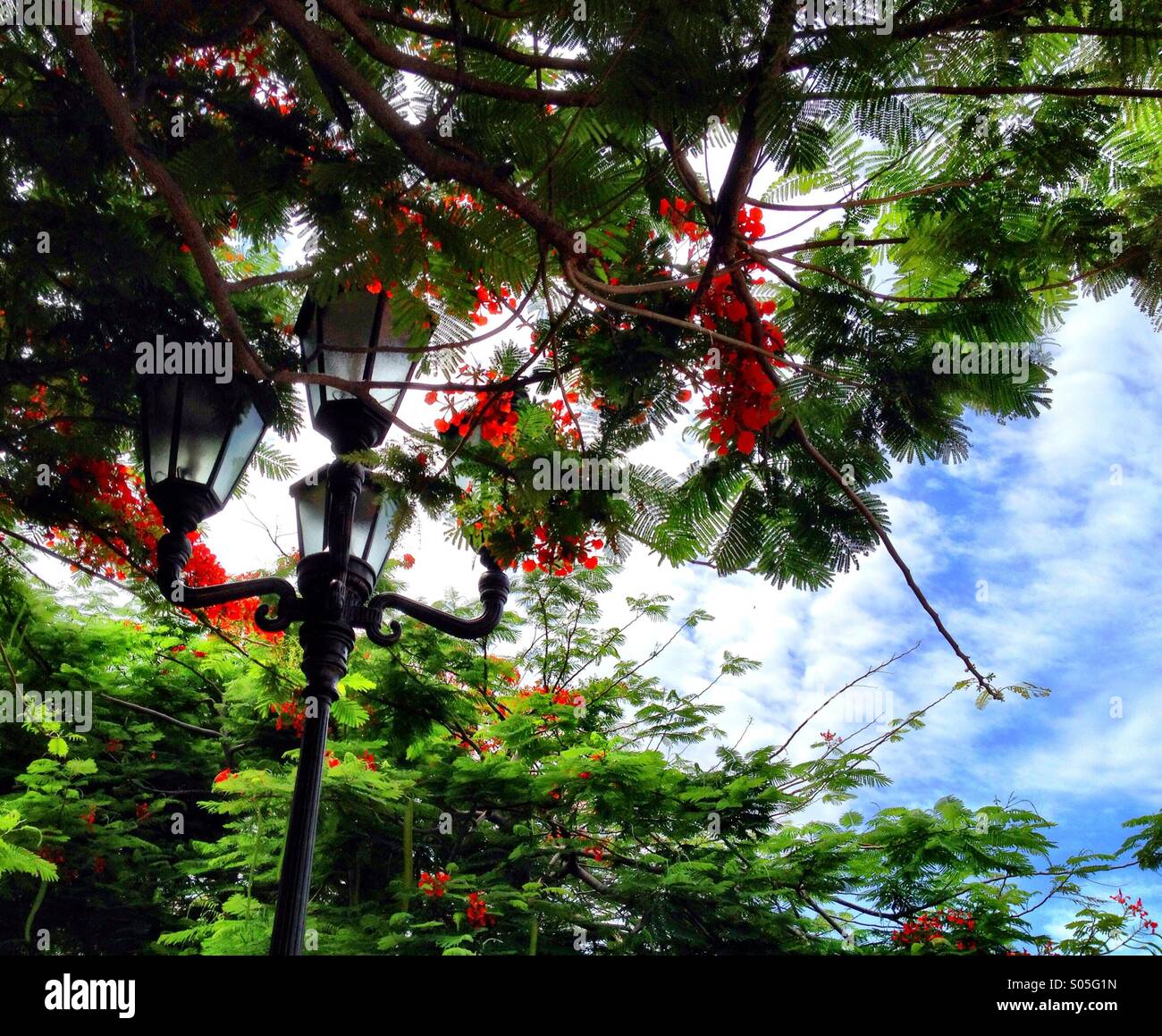 Tropische Bäume Stockfoto