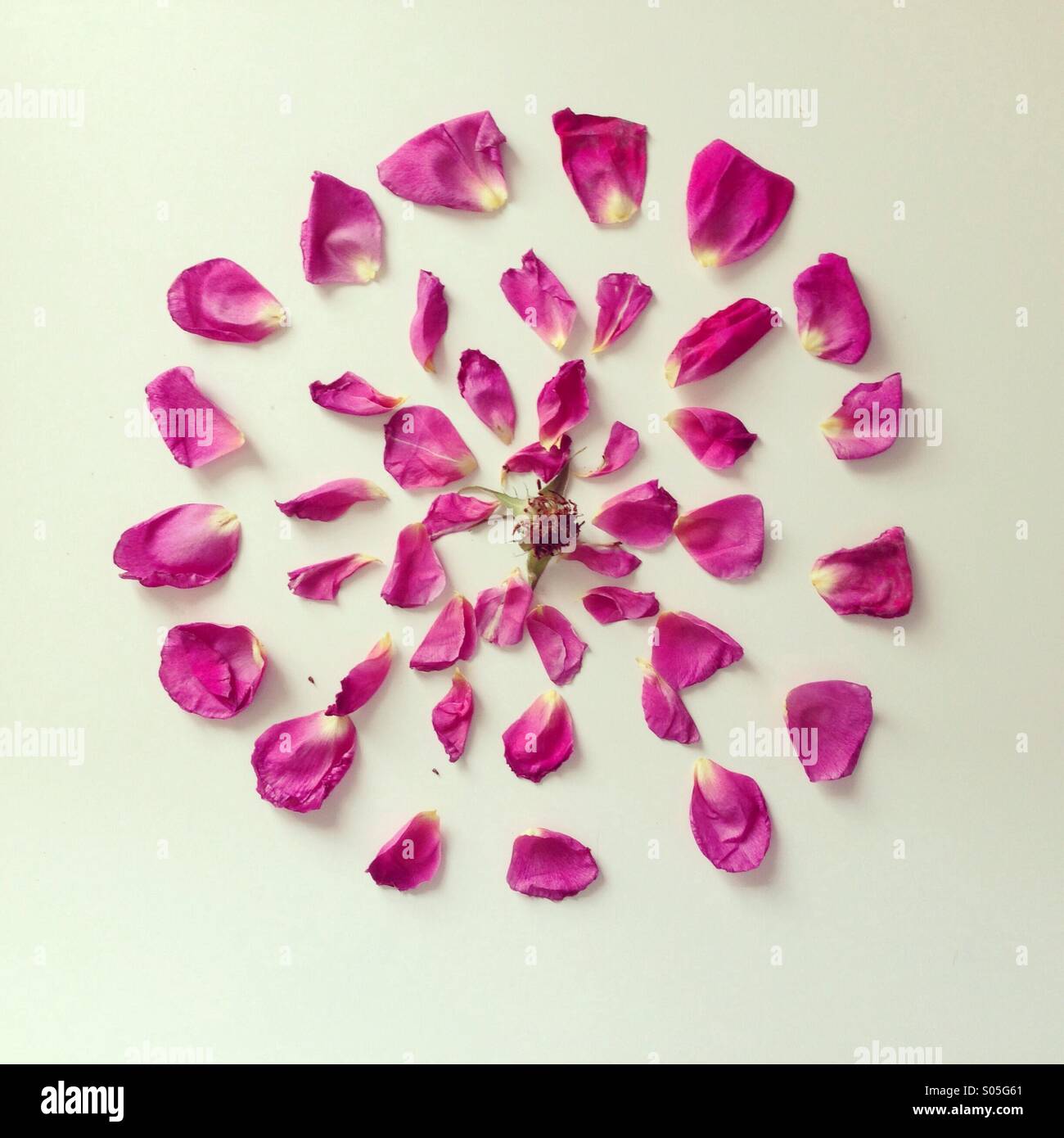 Blume mandala Stockfoto