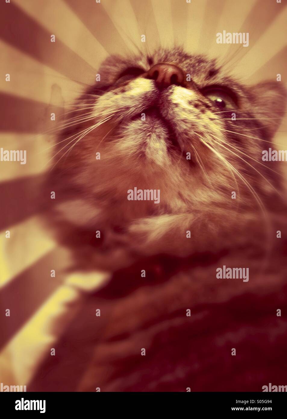 Porträt einer Katze auf der Suche nach oben Stockfoto