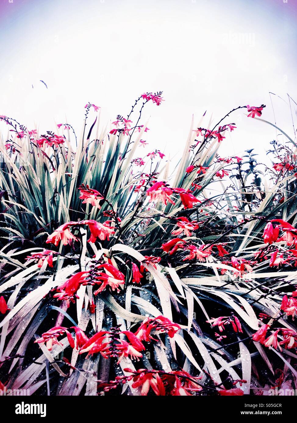 Pretty in Pink - Smartphone-aufgenommenes Stockfoto