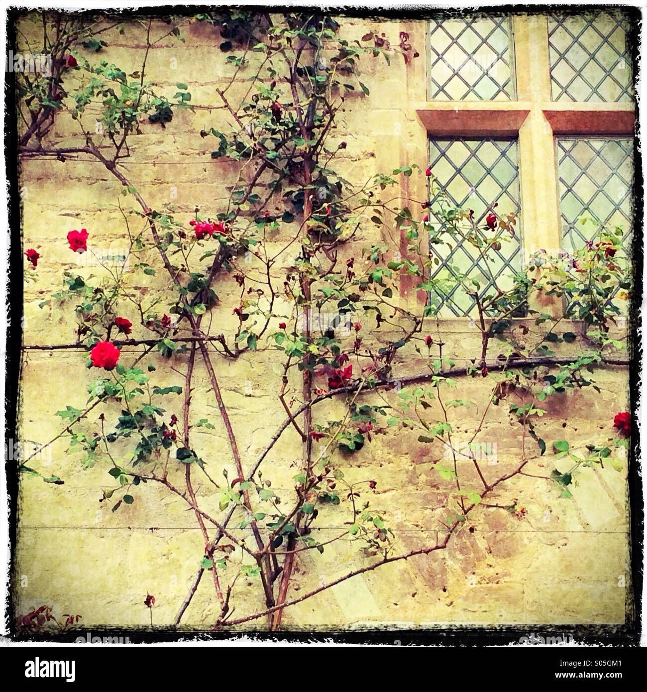 Weitläufigen rote rose auf einem mittelalterlichen Gebäude Stockfoto