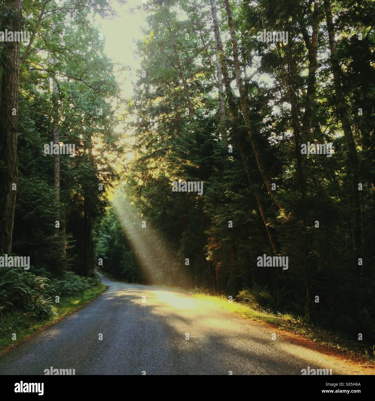 Straße durch den Wald mit warmem späten Nachmittag Licht strahlt durch die Bäume, fliegende Insekten zu beleuchten. Stockfoto