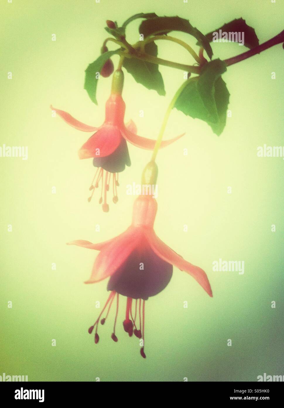Hängende Fuchsie Blüten Stockfoto