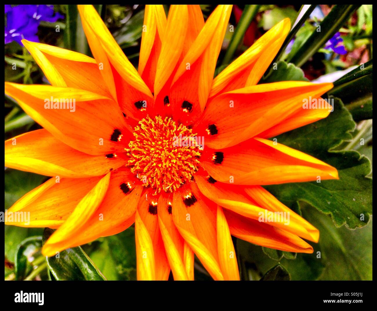 Tropische Blumen Stockfoto