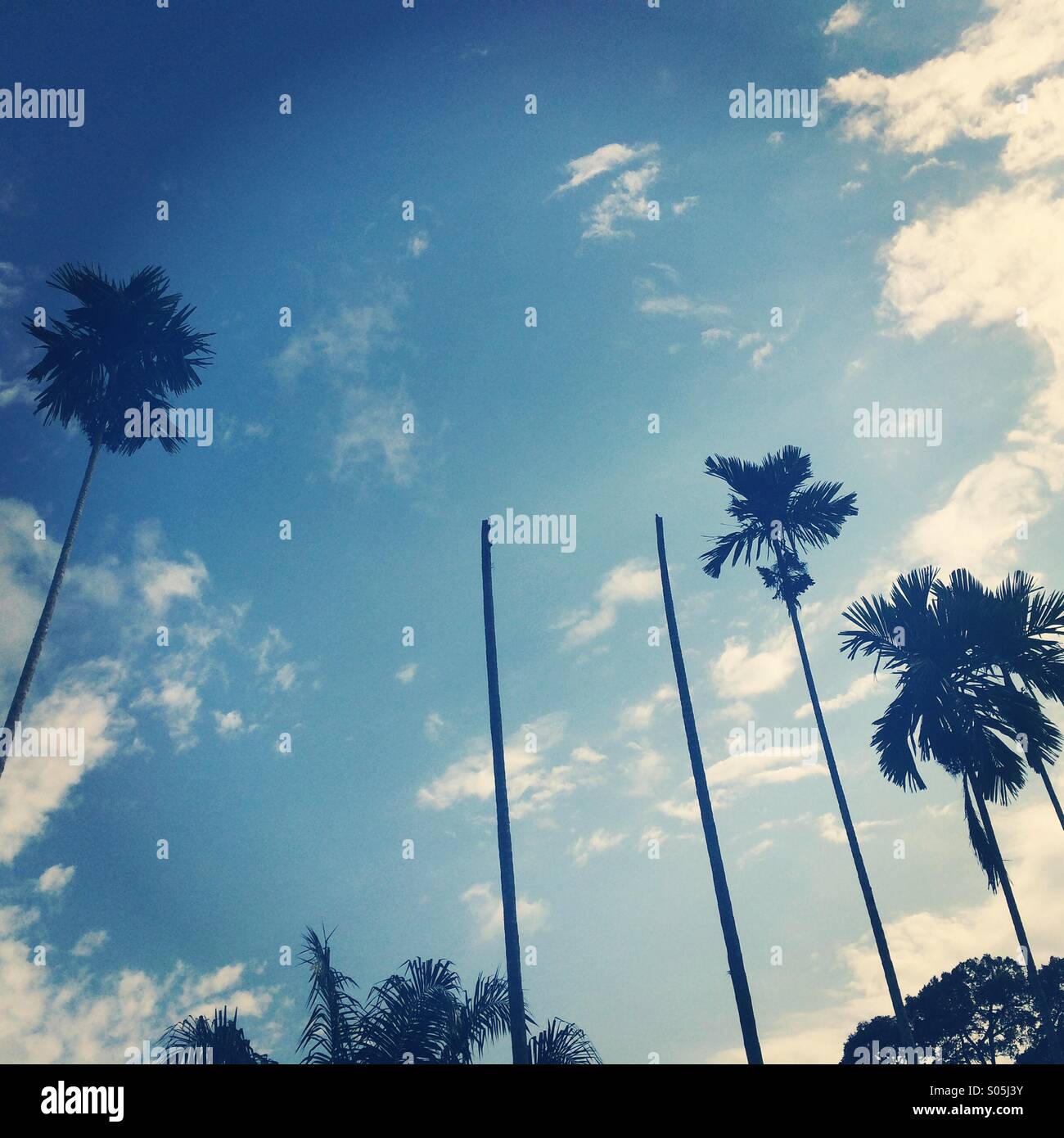 Tropisches Klima Rengit, Johor in Malaysia - Smartphone-aufgenommenes Stockfoto