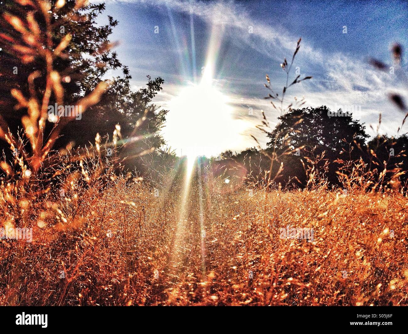 Grass gegangen, um Samen mit Sonne von hinten strömt und Bäumen im Hintergrund Stockfoto