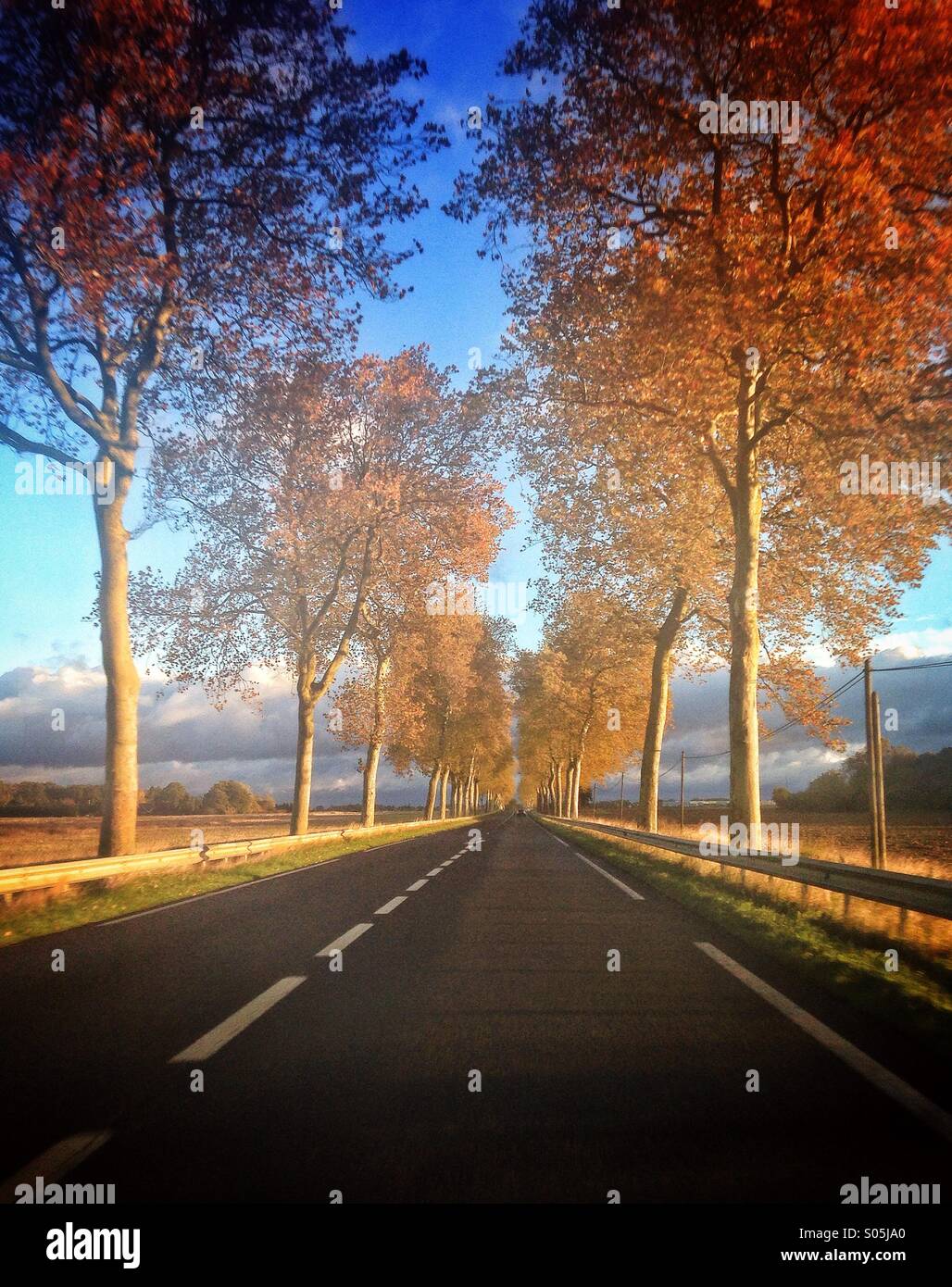 Von Bäumen gesäumten Straße in Frankreich Stockfoto