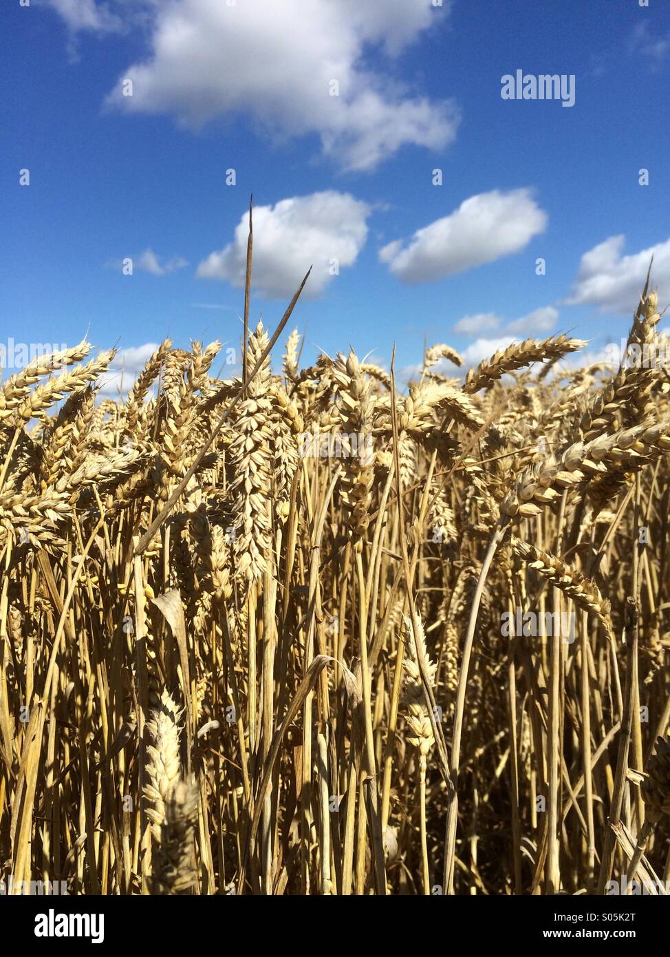 Weizen - Smartphone-aufgenommenes Stockfoto
