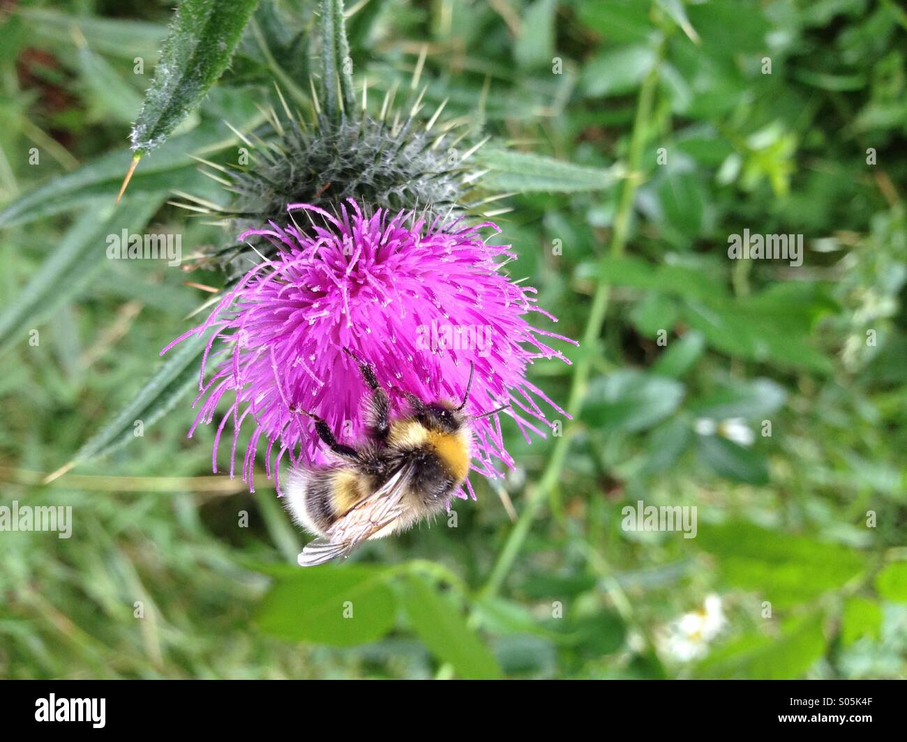 Biene auf einer lila Distel. Foto von Tina Norris. Stockfoto