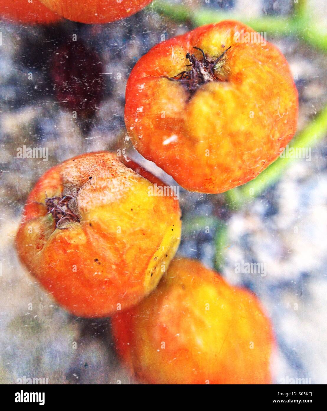 Nahaufnahme von Eberesche Beeren - Smartphone-aufgenommenes Stockfoto