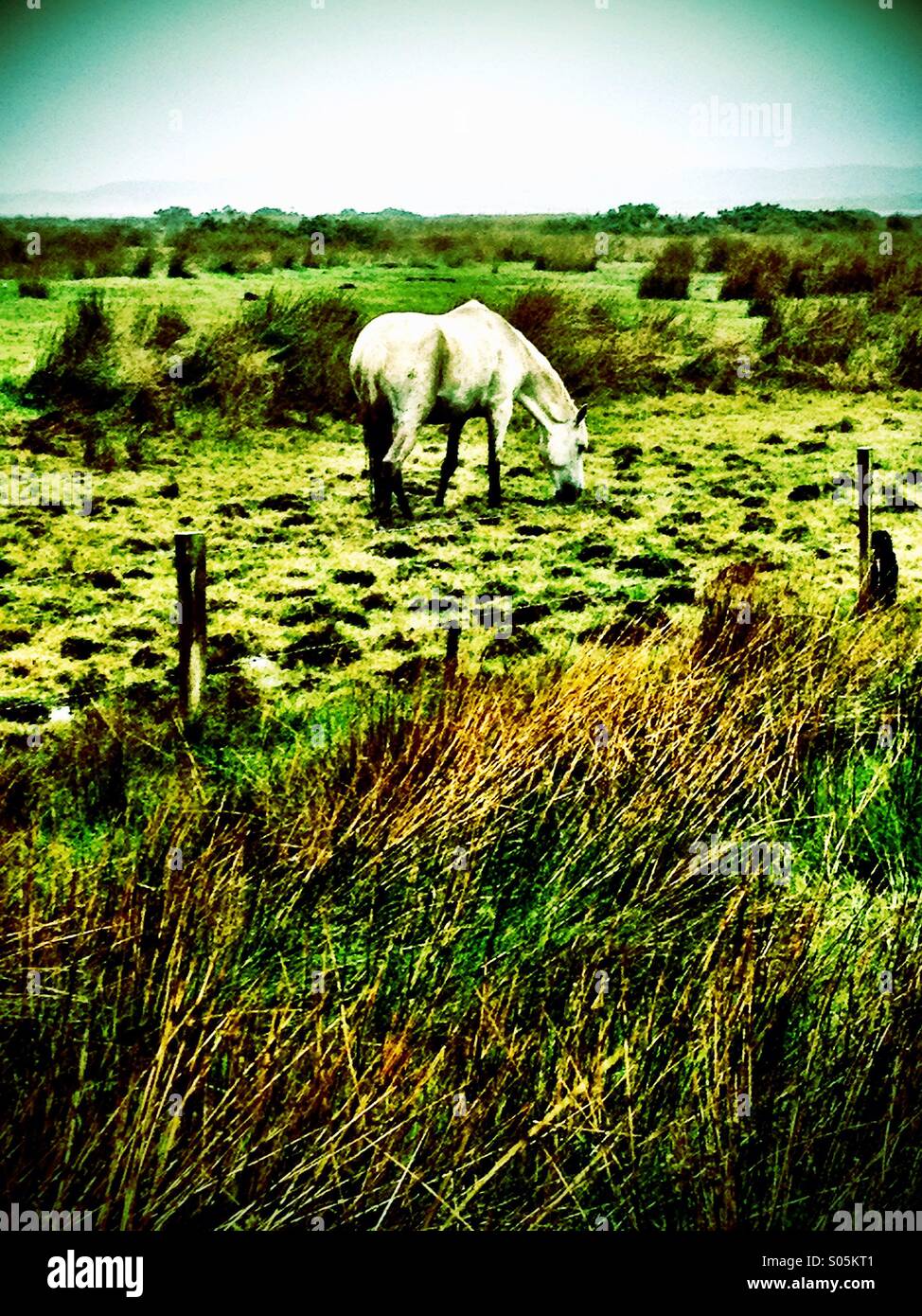 White Horse - Smartphone-aufgenommenes Stockfoto