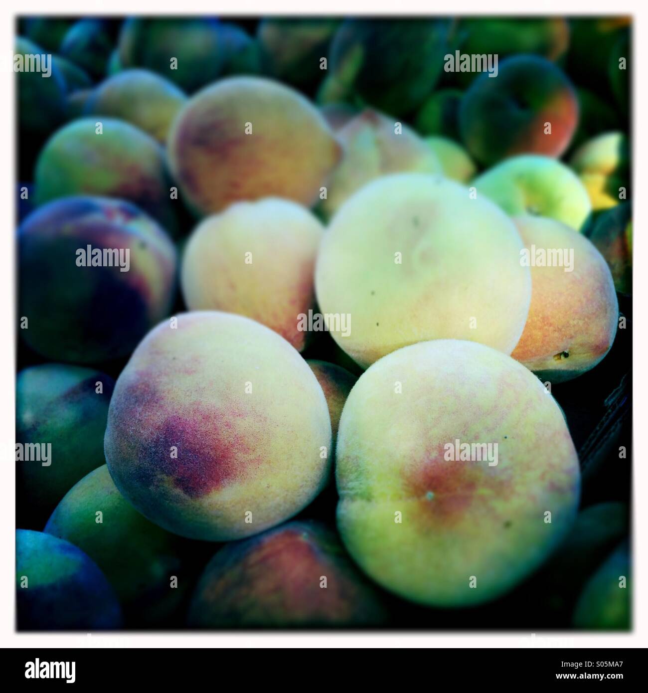 Pfirsiche in Modesto, Kalifornien. Stockfoto