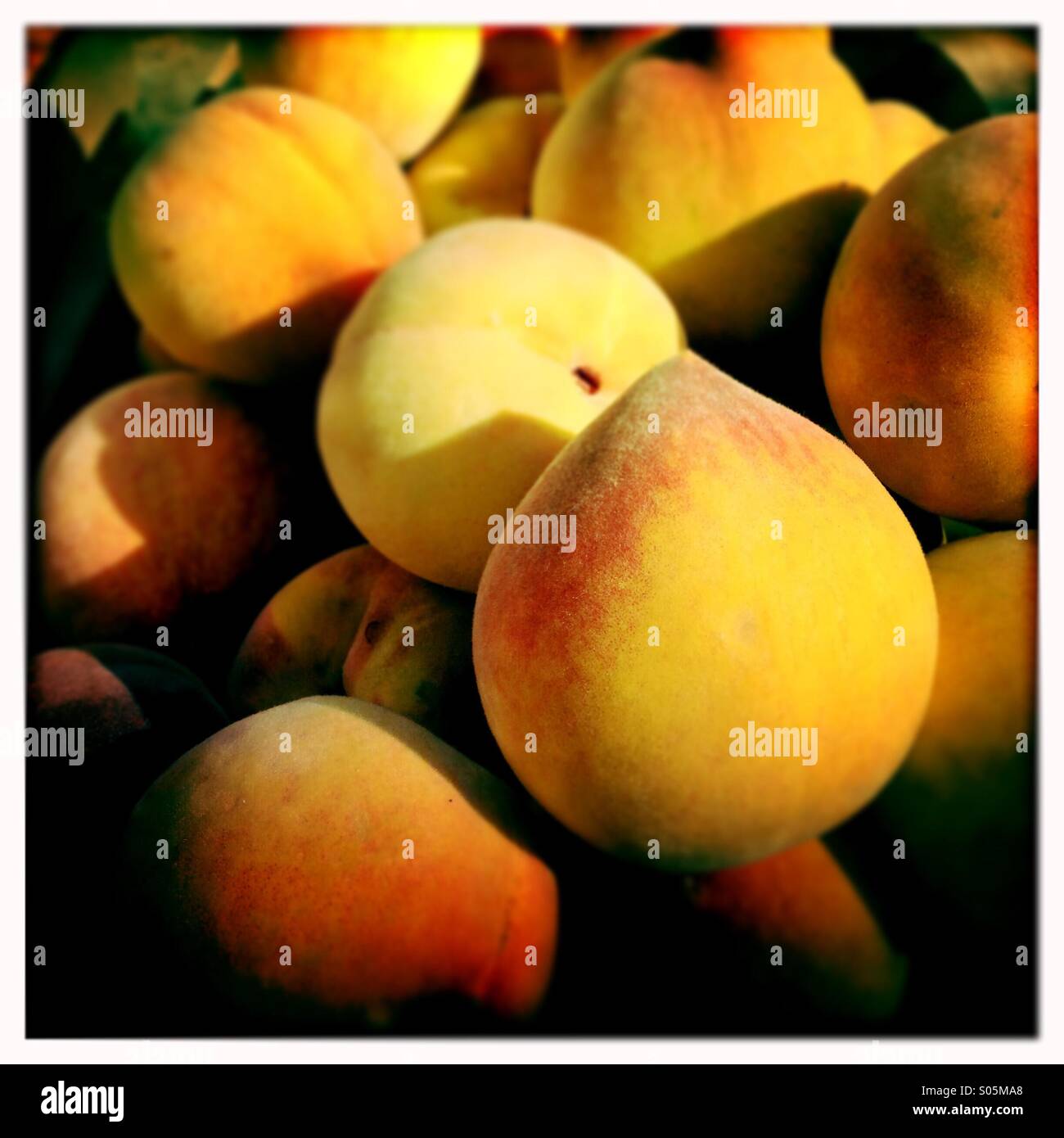 Pfirsiche in Modesto, Kalifornien. Stockfoto