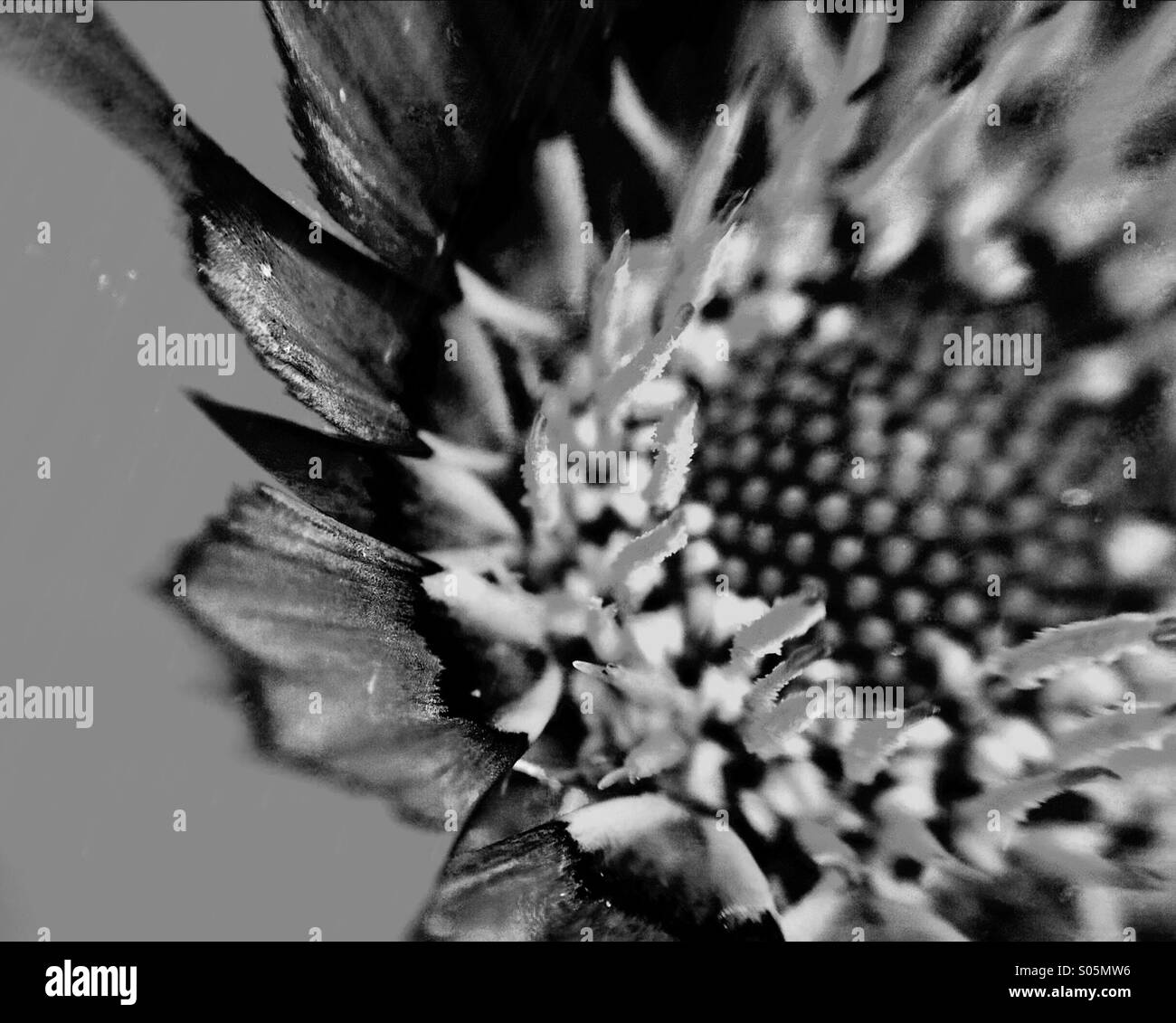 Nahaufnahme von einem Gazanien - Smartphone-aufgenommenes Stockfoto