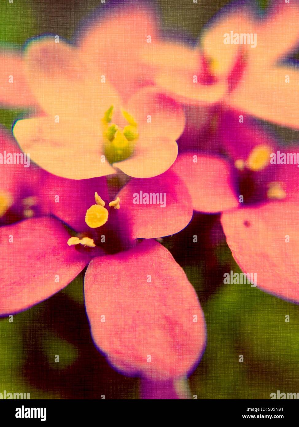 Nahaufnahme von Süßigkeiten Büschel Blumen Stockfoto