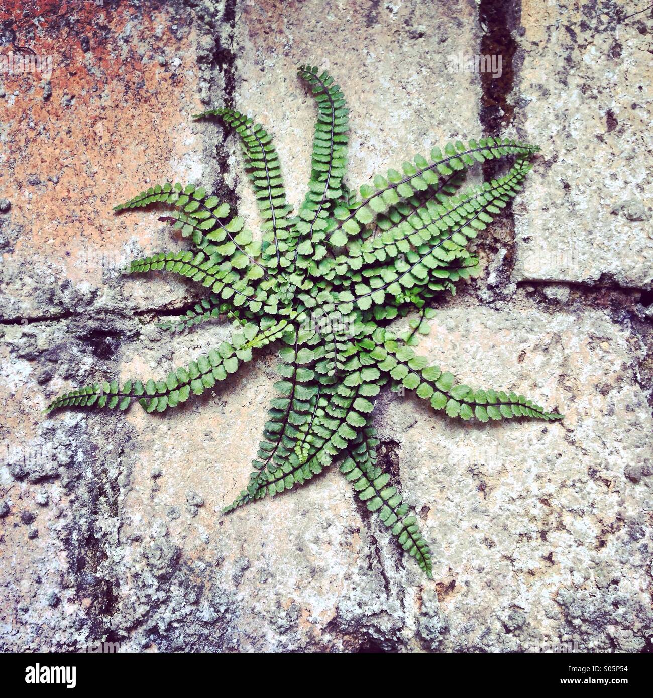 Farn an einer Wand. Stockfoto