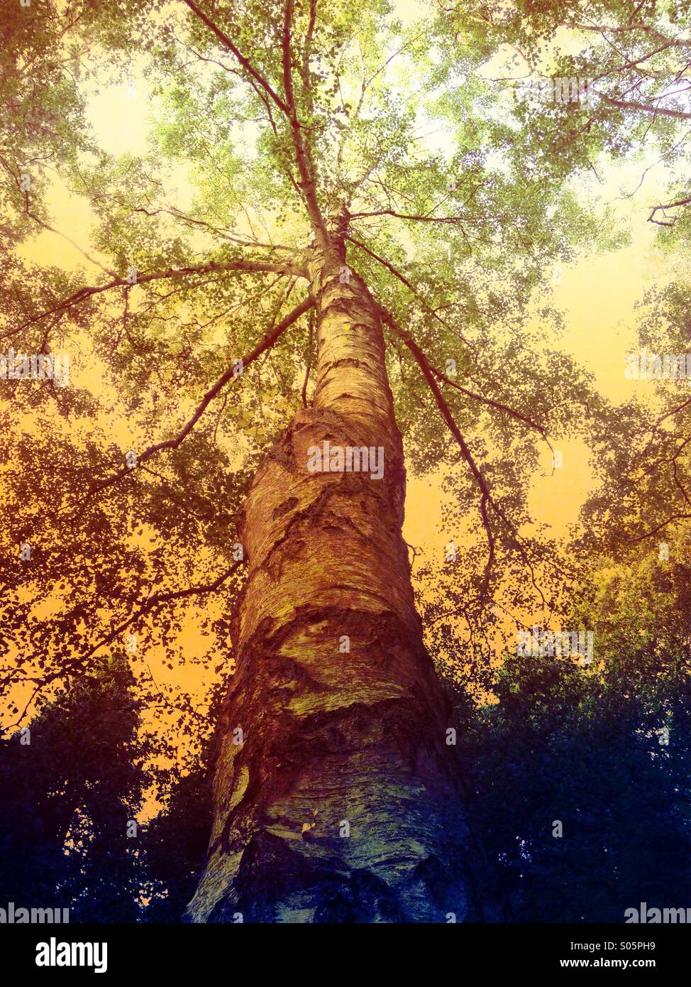 Geringen Aussicht auf einen Baum im Sonnenlicht - Smartphone-aufgenommenes Stockfoto