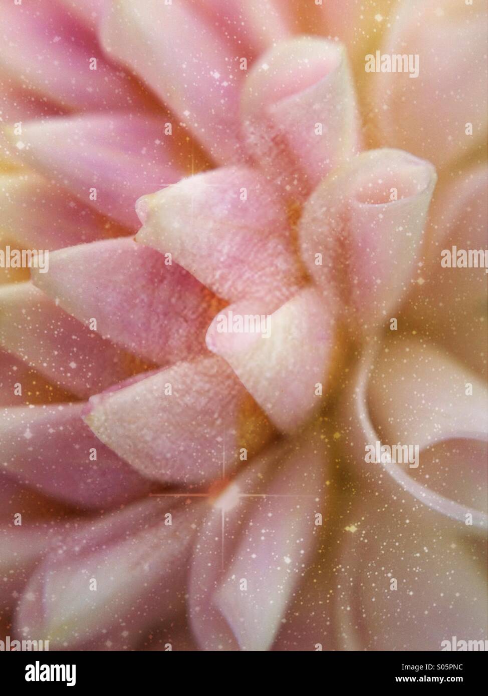 Nahaufnahme von Dahlia Blütenblätter Stockfoto