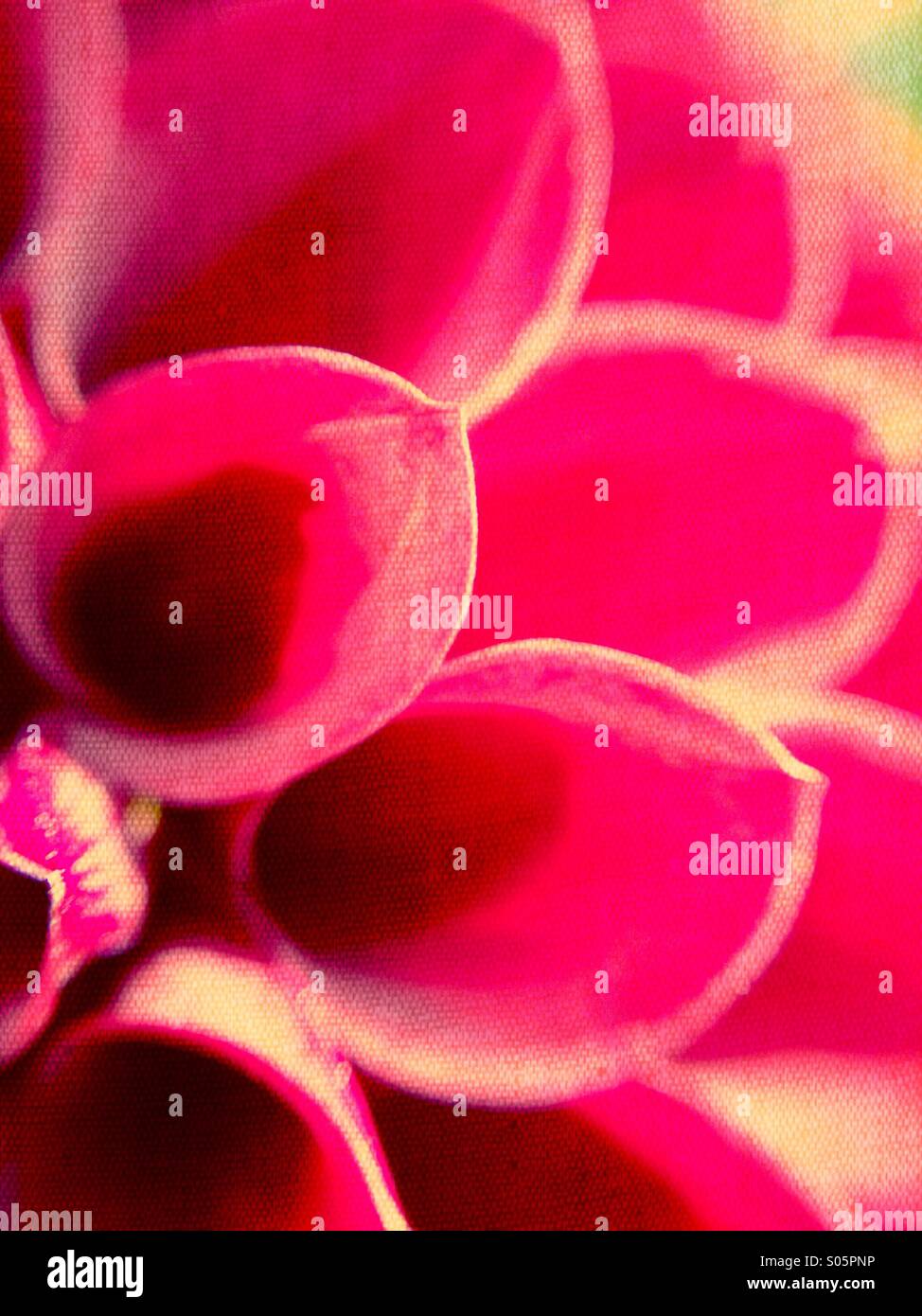 Nahaufnahme von Dahlia Blütenblätter Stockfoto
