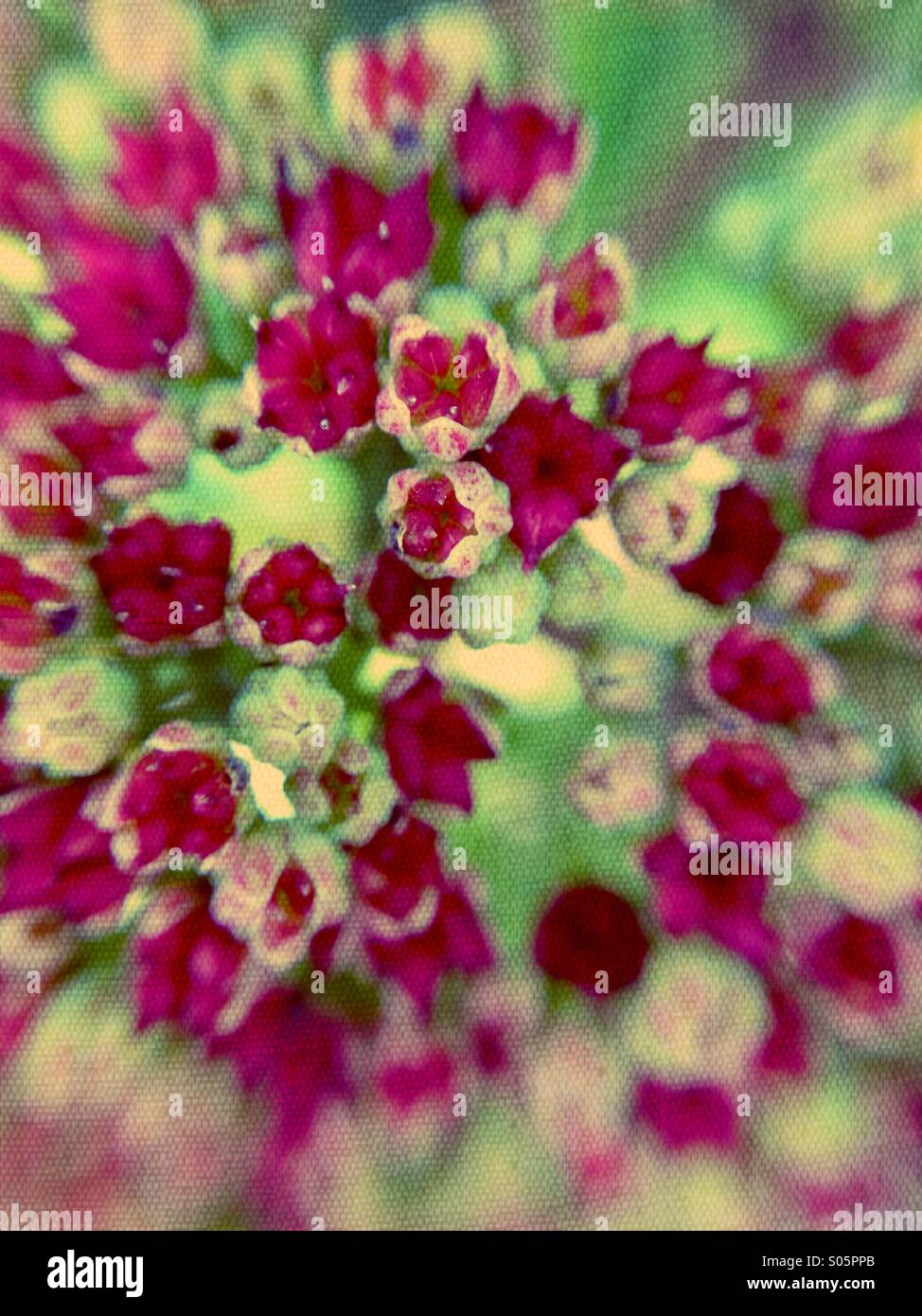 Nahaufnahme von zierlichen Blüten Stockfoto