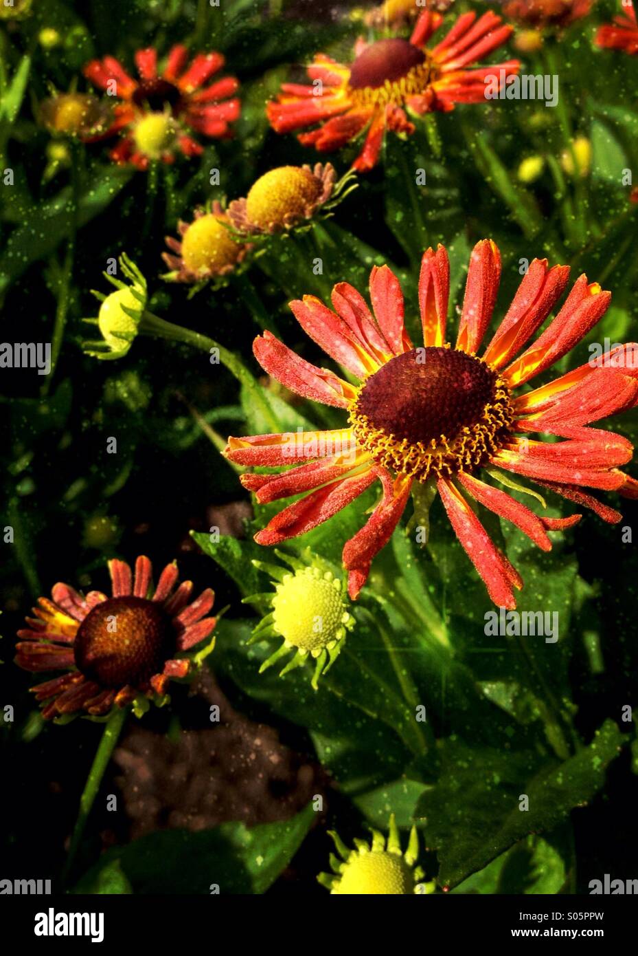 Rudbeckia Blumen Stockfoto