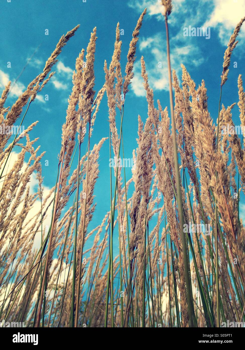 Dekorative Rasen mit blauem Himmel Stockfoto