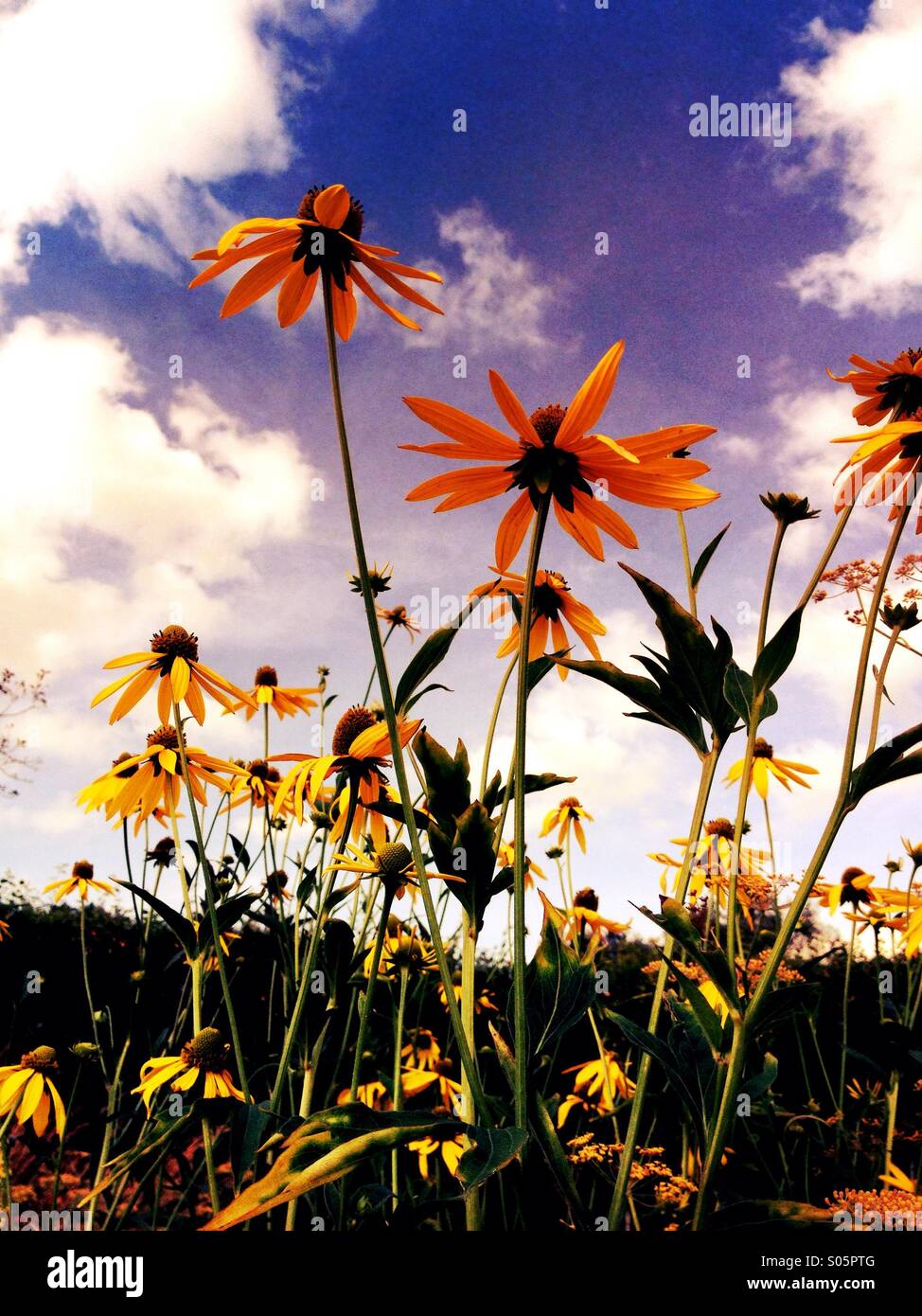 Blumen mit blauer Himmelshintergrund Stockfoto