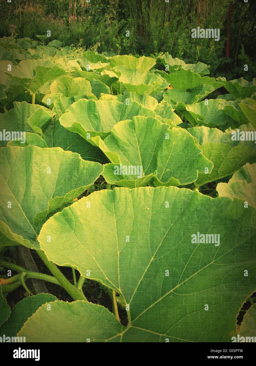 Kürbis Pflanzenblättern Stockfoto