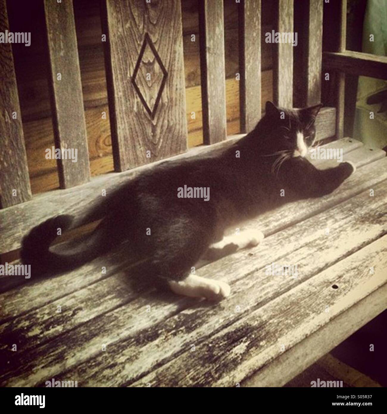 Katze liegend auf einer Holzbank Stockfoto