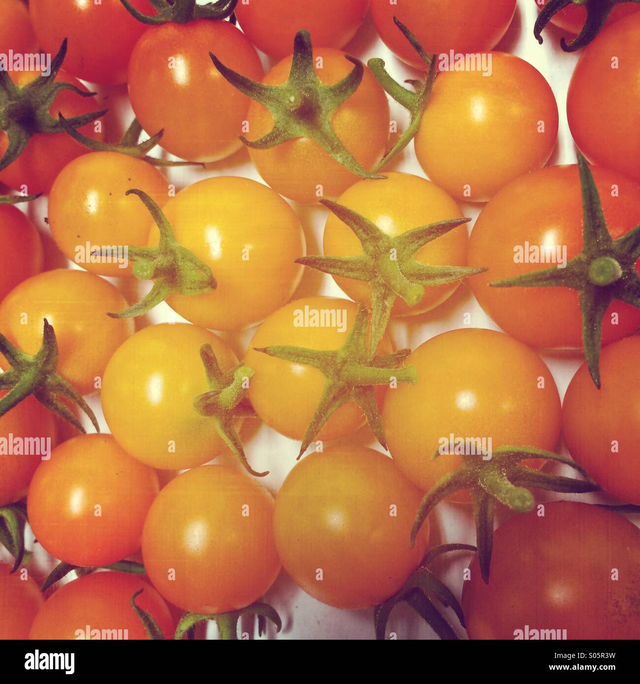 Sungold Cherry-Tomaten Stockfoto