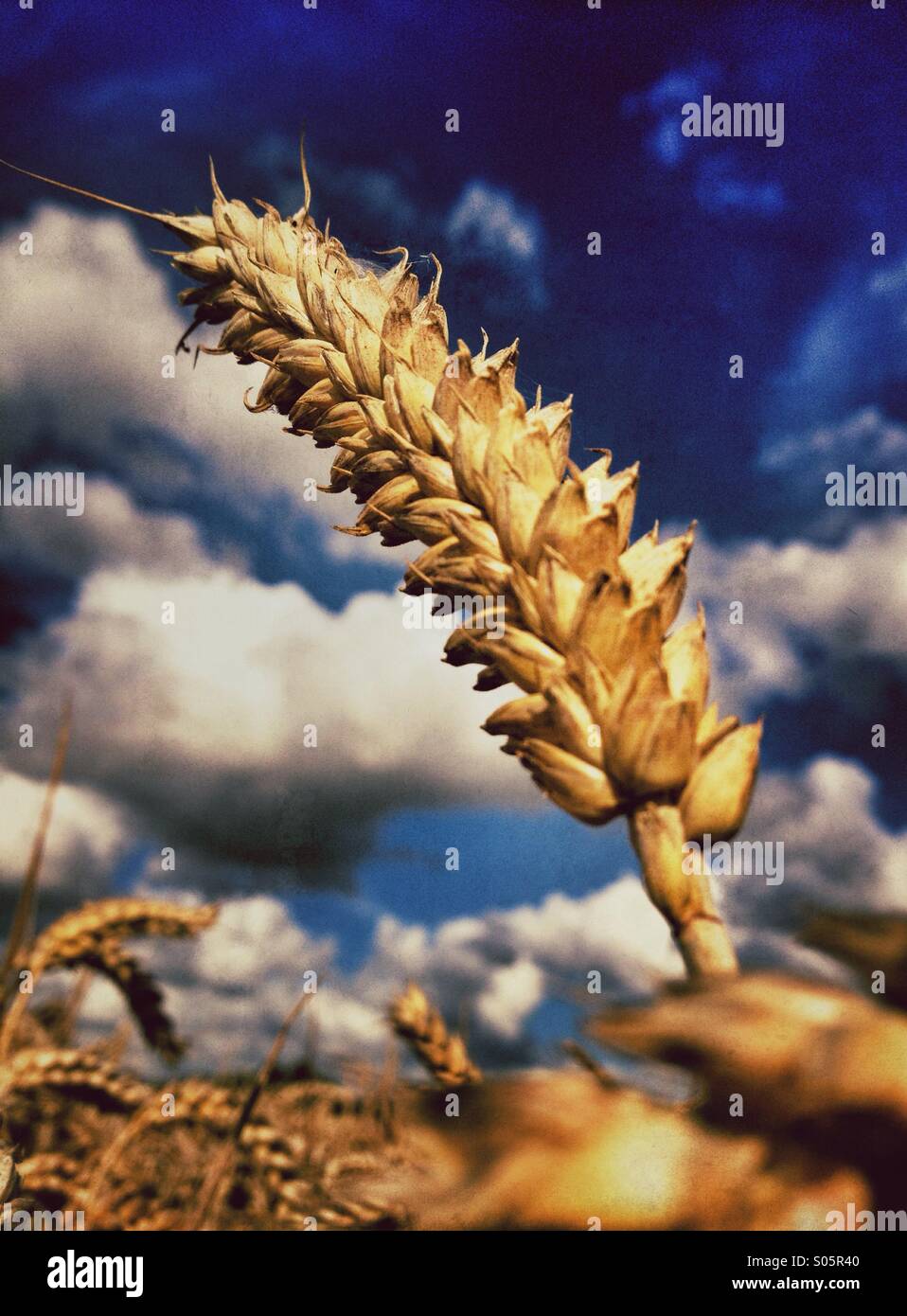 Detail der Weizen reif Leiter - Smartphone-aufgenommenes Stockfoto