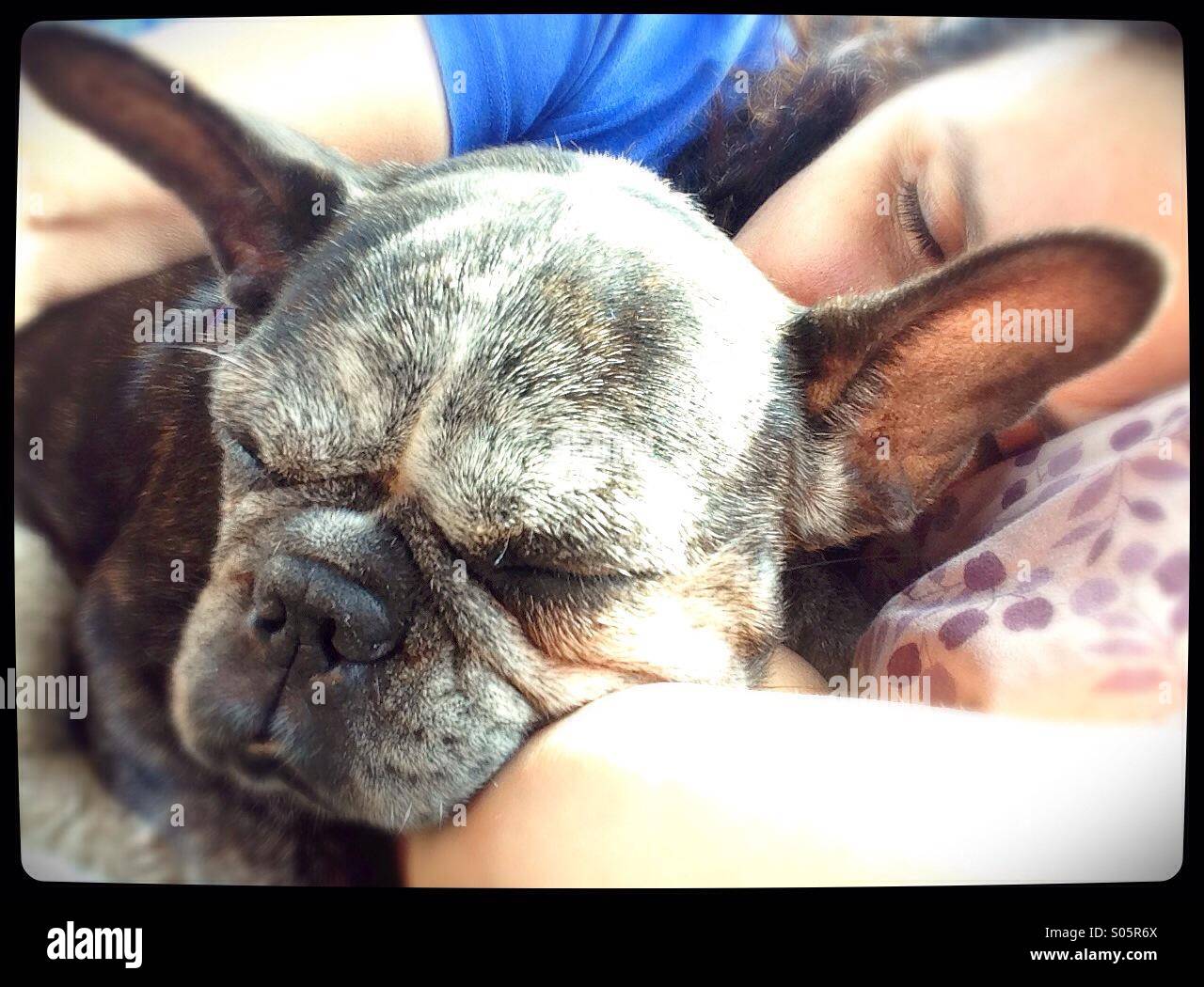 Ein Frenchie Hund und Frau schläft. Stockfoto