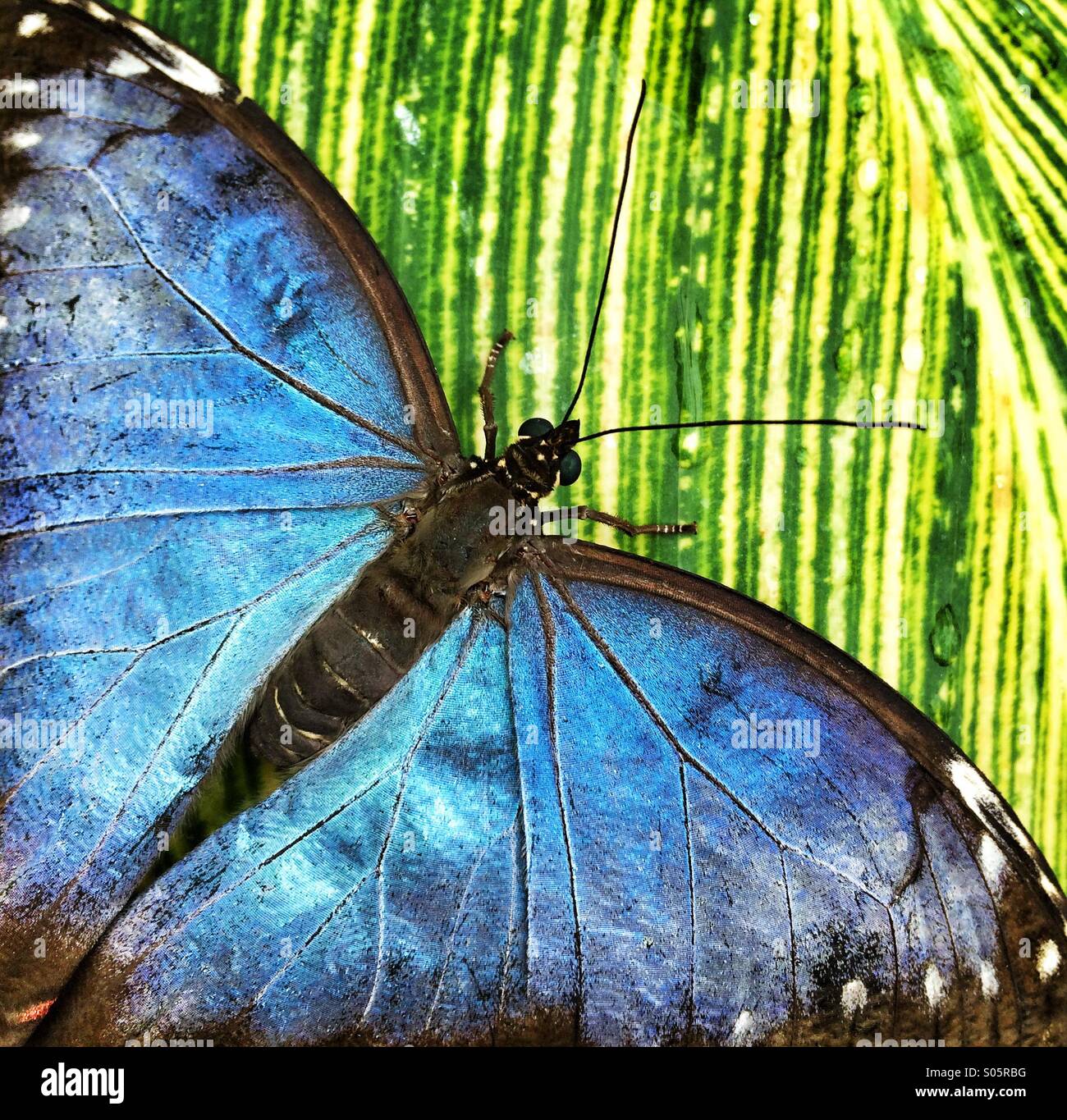 Nahaufnahme der blaue Schmetterling auf grünes Blatt Stockfoto