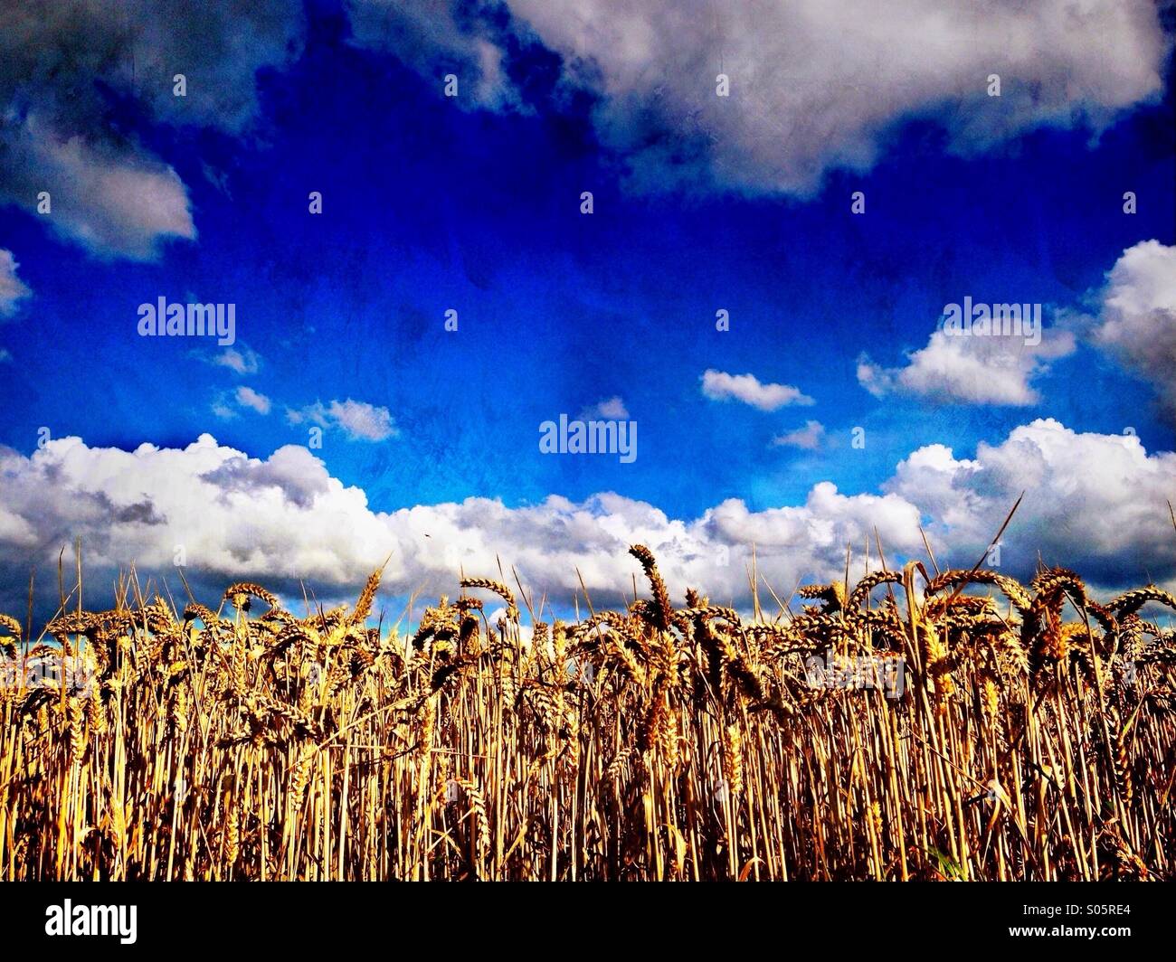 Reife Weizenfeld - Smartphone-aufgenommenes Stockfoto