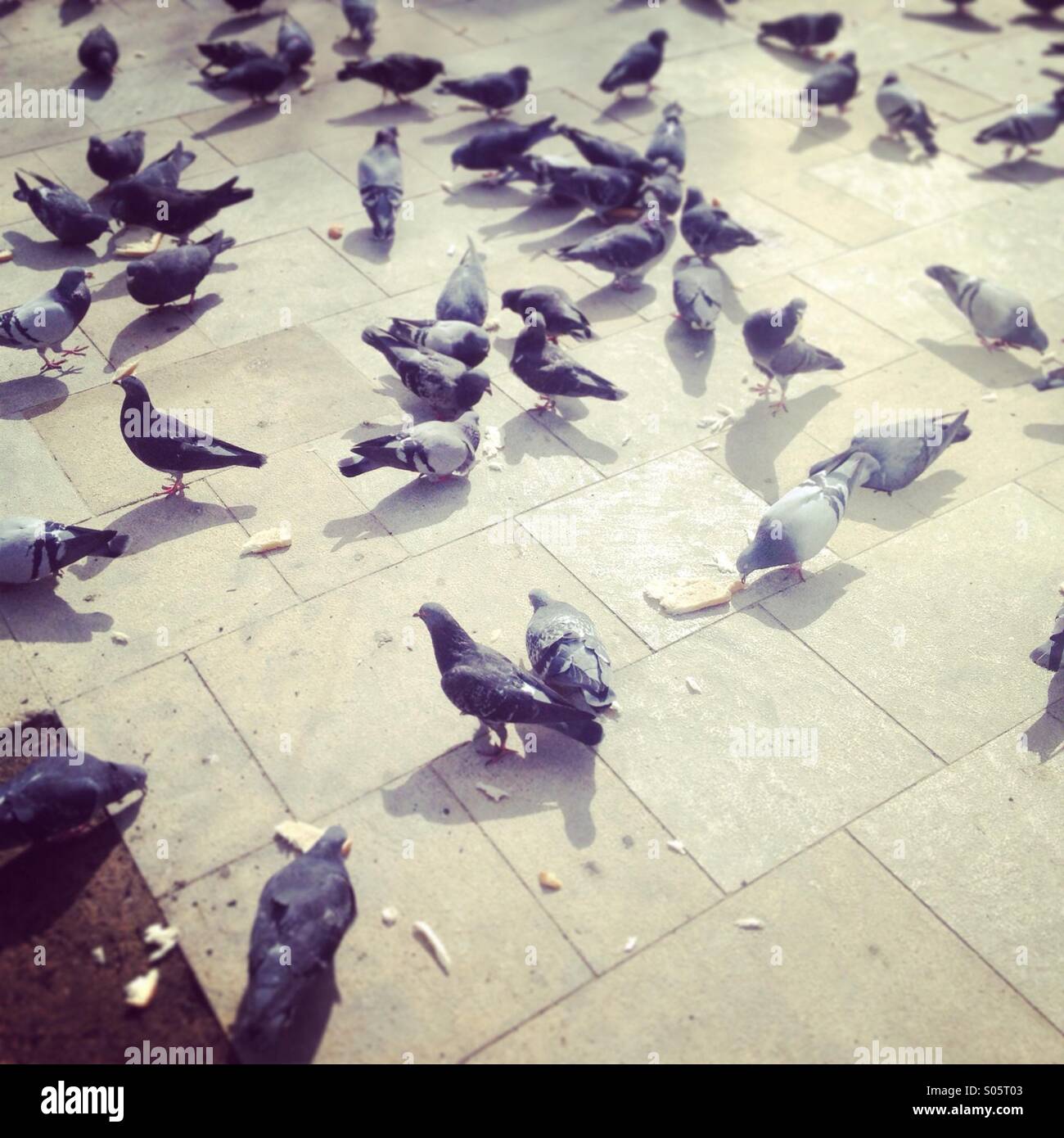 Tauben essen Brot auf dem Boden Stockfoto