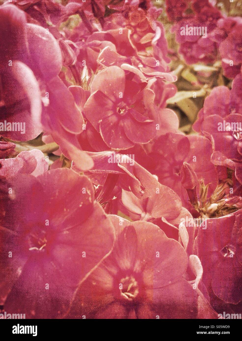Romantische rosa Blüten Stockfoto