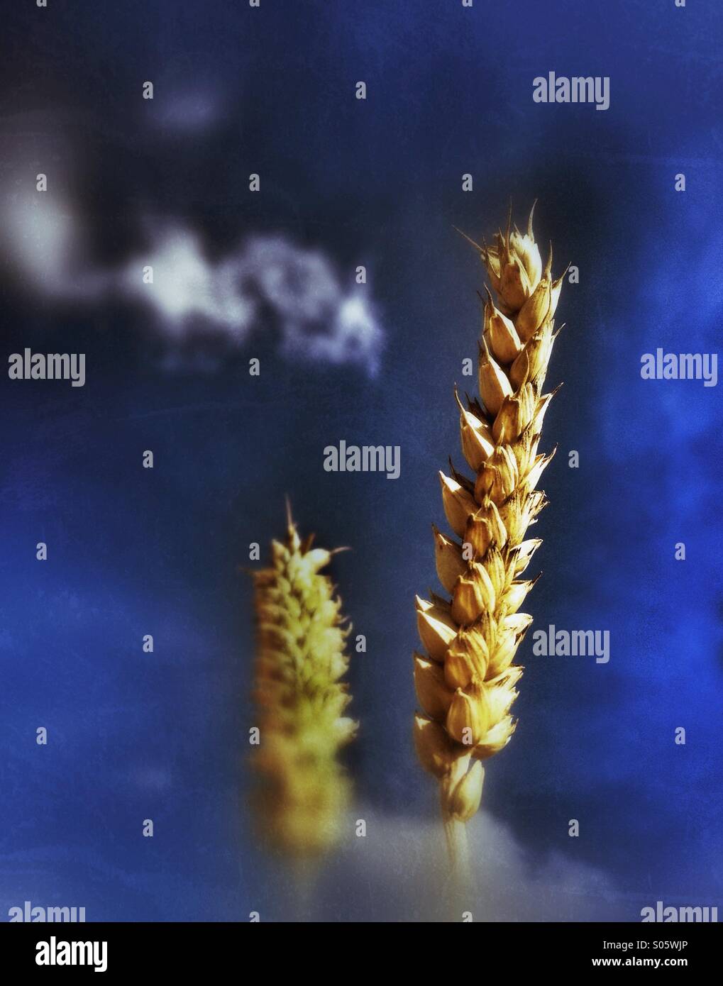 Kopf If Weizen - Smartphone-aufgenommenes Stockfoto