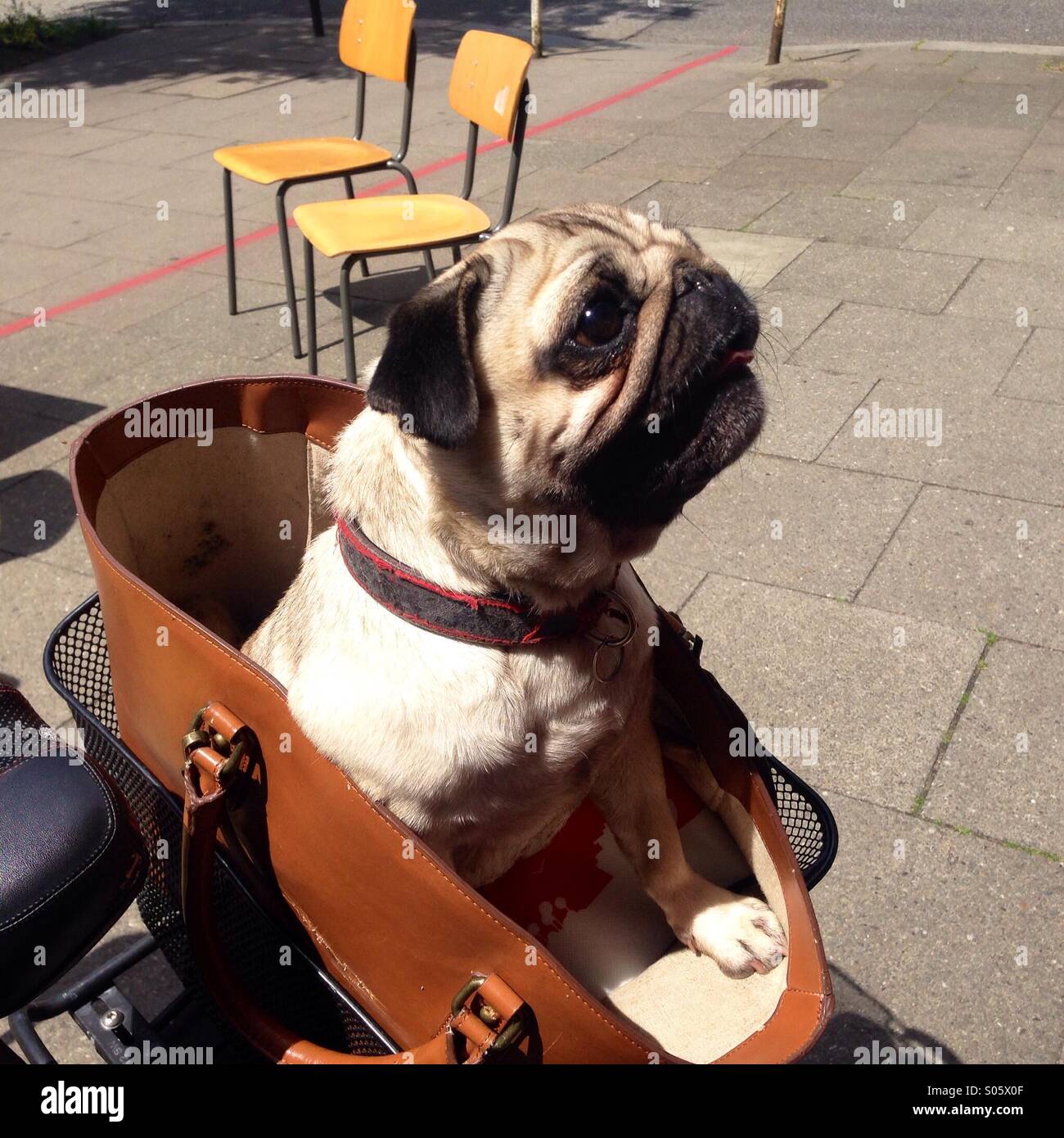 Mops Hund in einem Fahrradkorb Stockfoto
