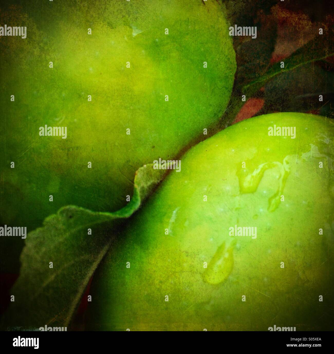 Zwei Äpfel bedeckt mit Regentropfen Stockfoto