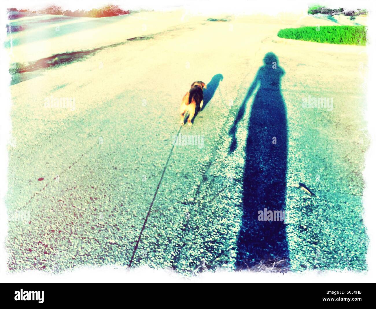 Spaziergang mit dem Hund. - Smartphone-aufgenommenes Stockfoto