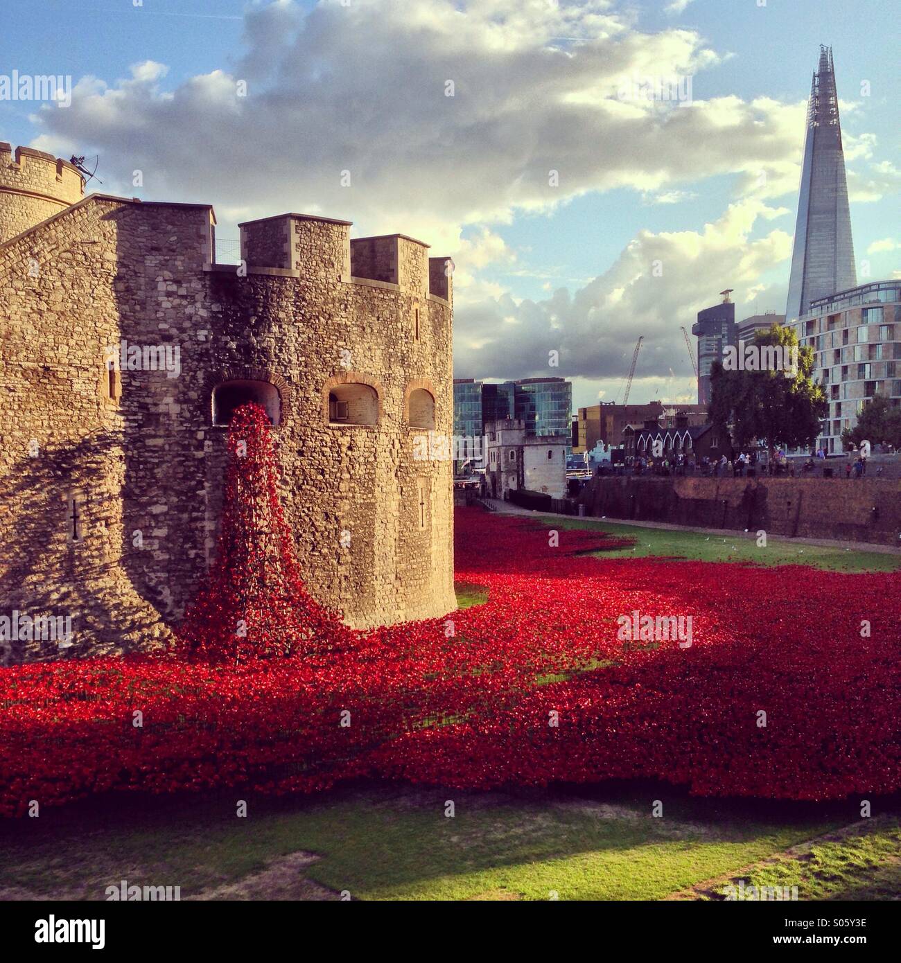 Mohn in den Tower of London. Stockfoto