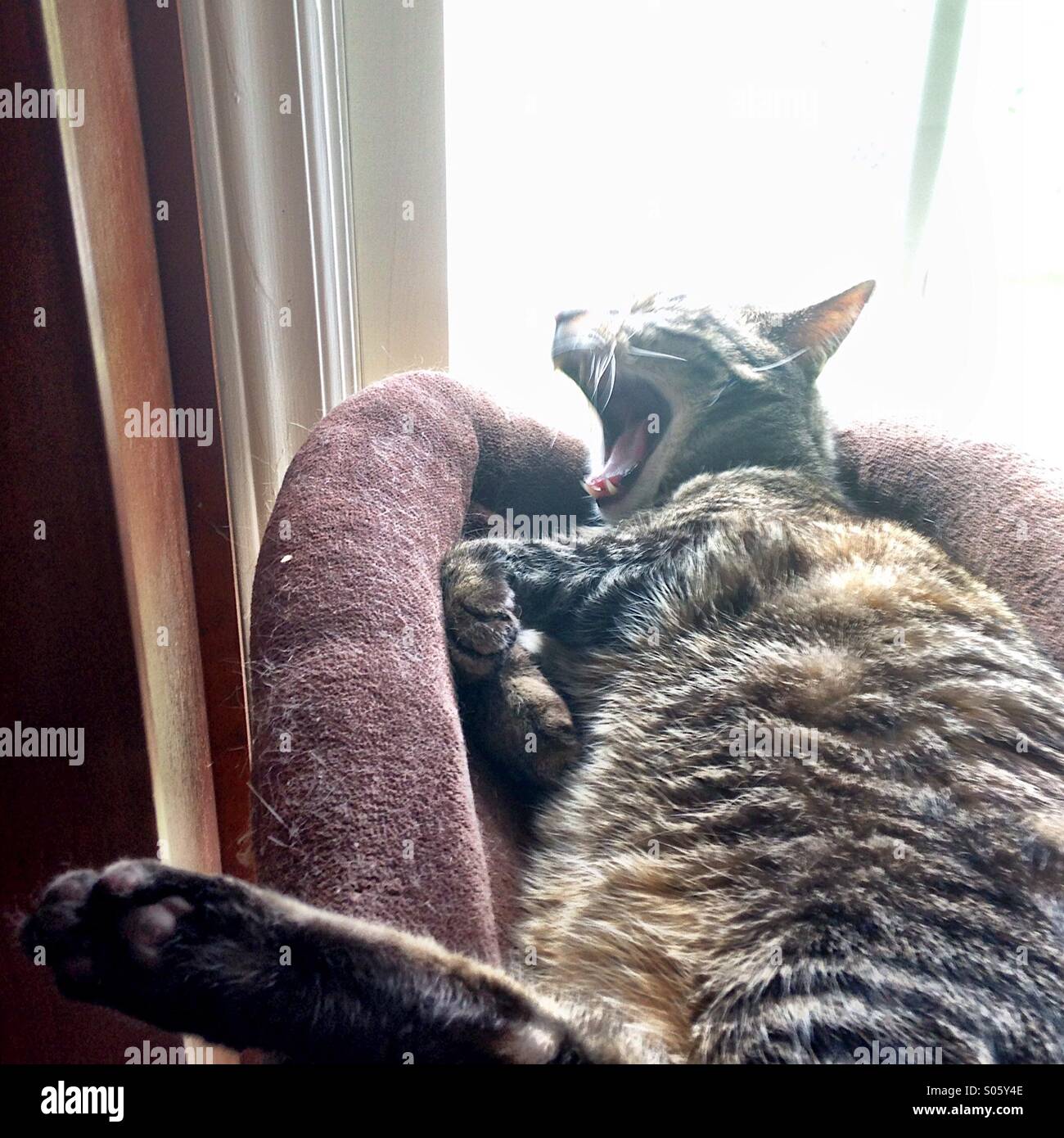 Katze, Gähnen - Smartphone-aufgenommenes Stockfoto