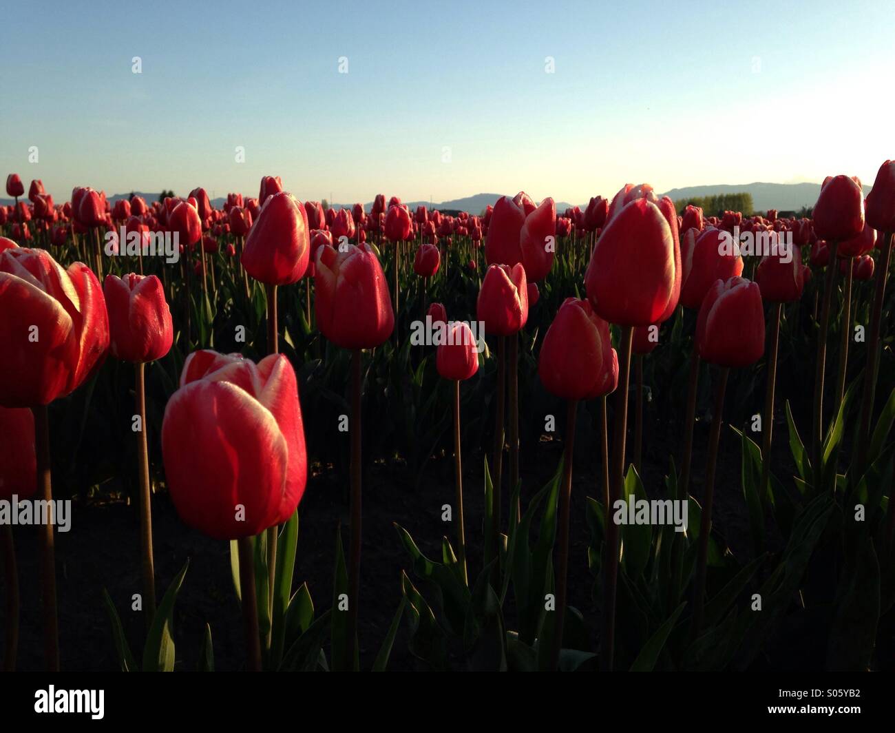 Ein Tulpenfeld bei Sonnenaufgang während der Skagit Valley Tulip Festival. Stockfoto