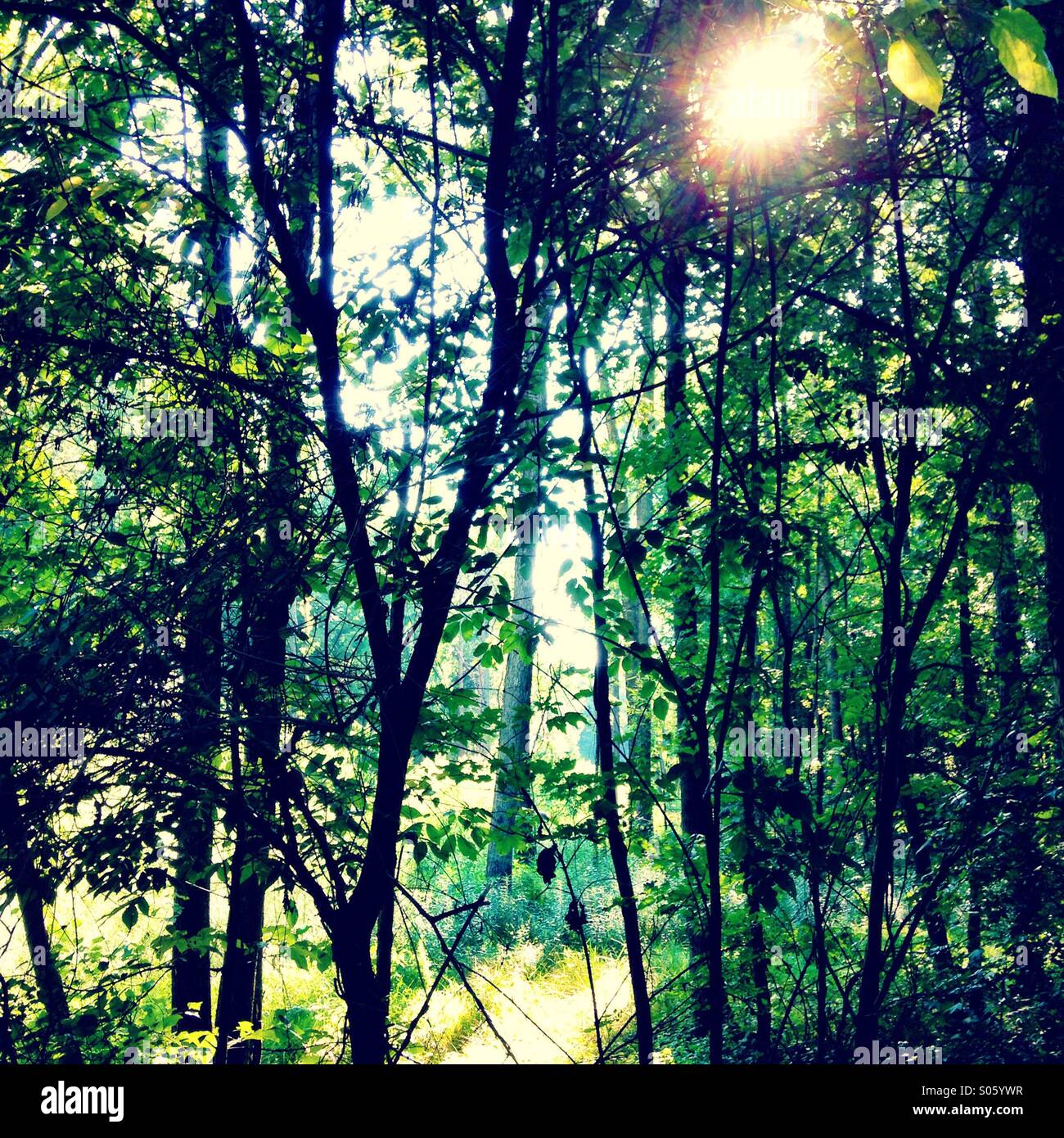 Sumpfiger wald Fotos und Bildmaterial in hoher Auflösung Alamy