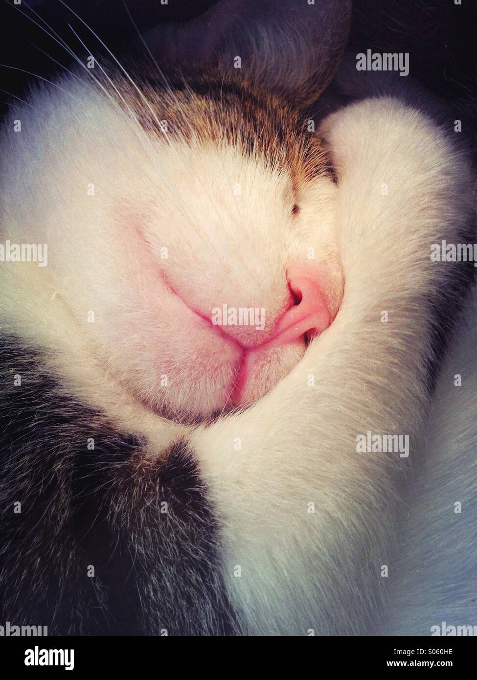 Porträt einer Katze schlafen hautnah Stockfoto