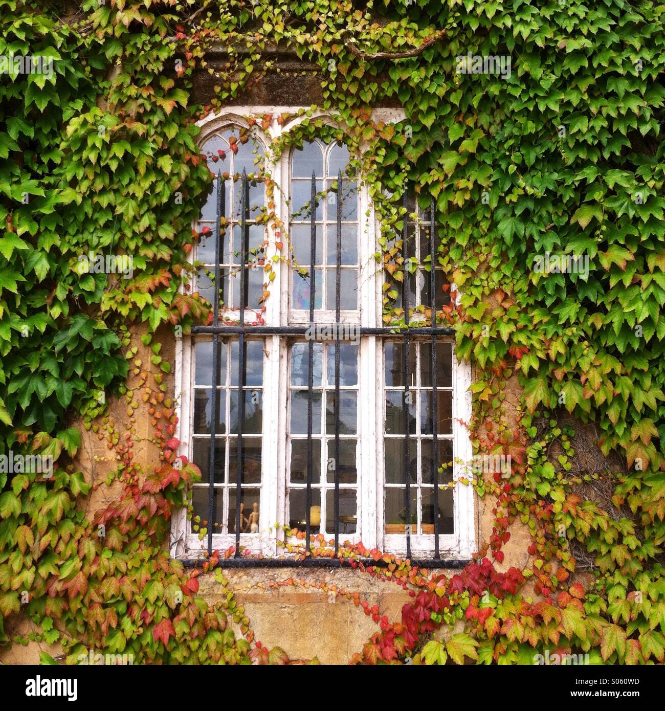 Fenster und Efeu Stockfoto