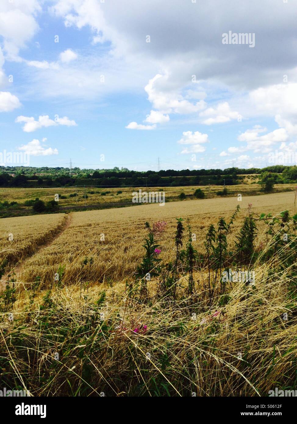 Weizenfeld - Smartphone-aufgenommenes Stockfoto