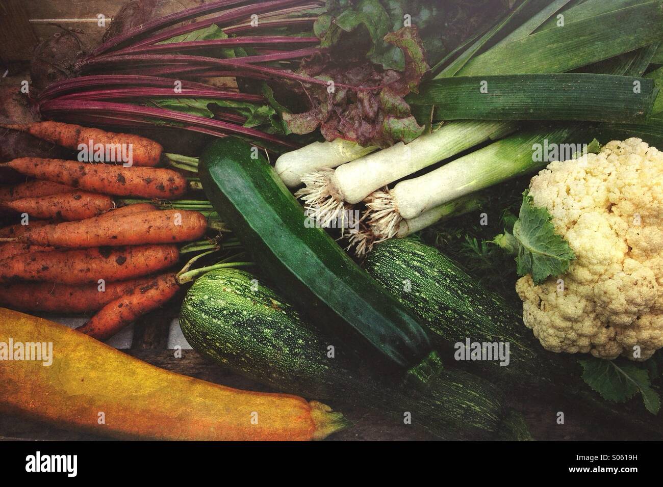 Frisch gepflückt Bio-Gemüse aus einem Hausgarten Stockfoto